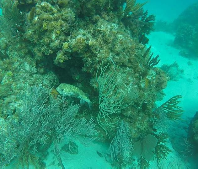 box fish