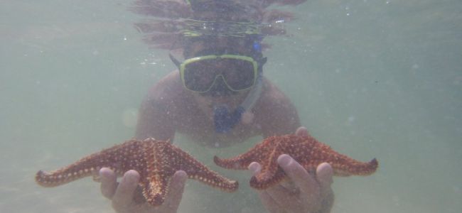 starfish under water