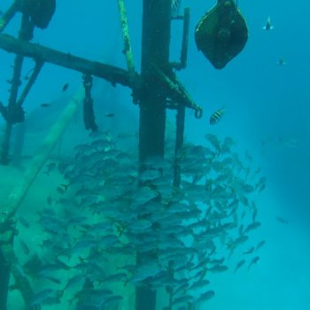 School of fish swimming around Kittiwake