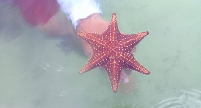 6 arm starfish