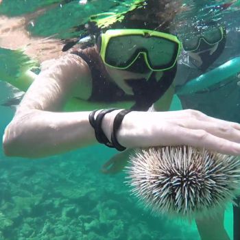 sea urchin