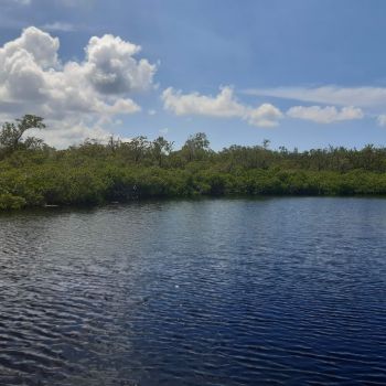 mangroves