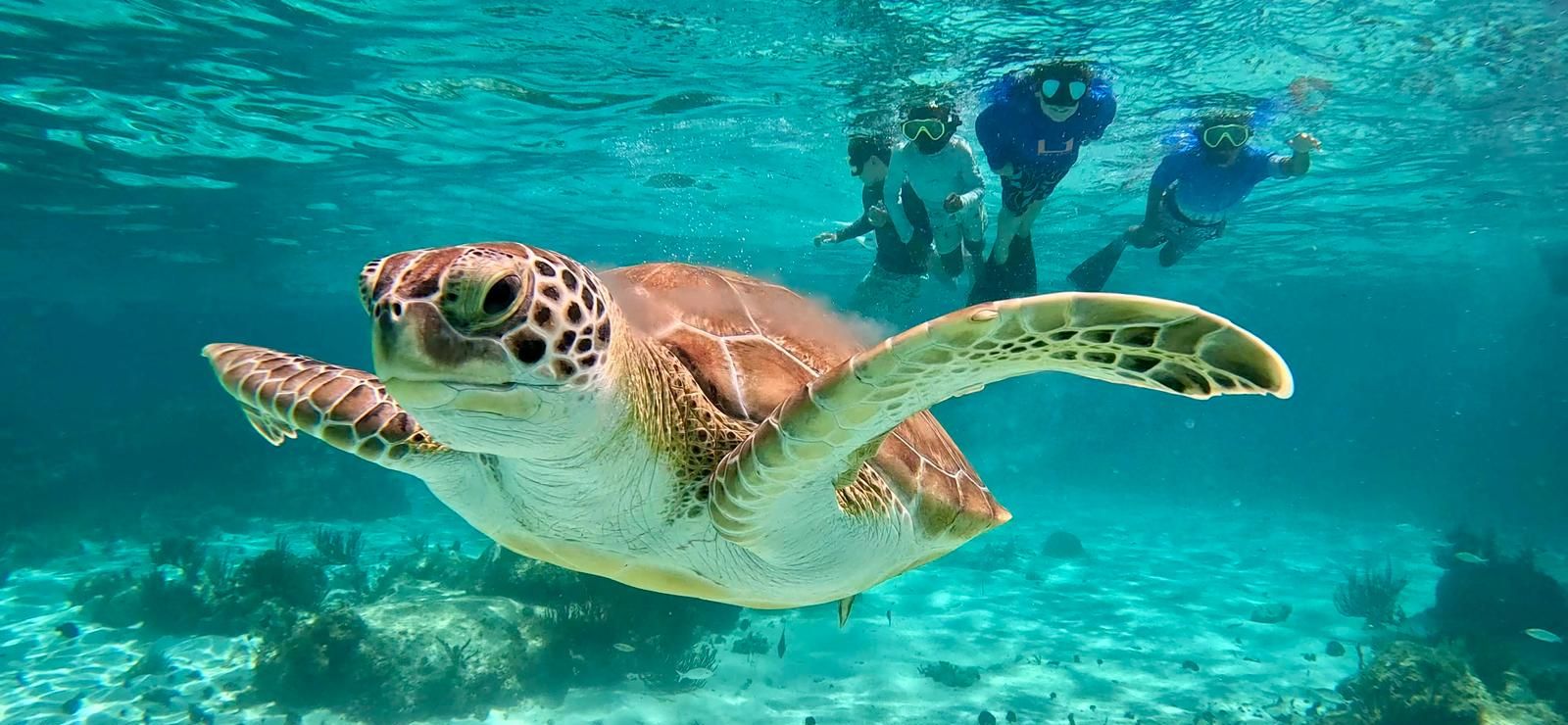 Cayman Snorkel Company Turtle Cayman Snorkel Company Turtle