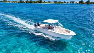 Hatchling cruising through blue water